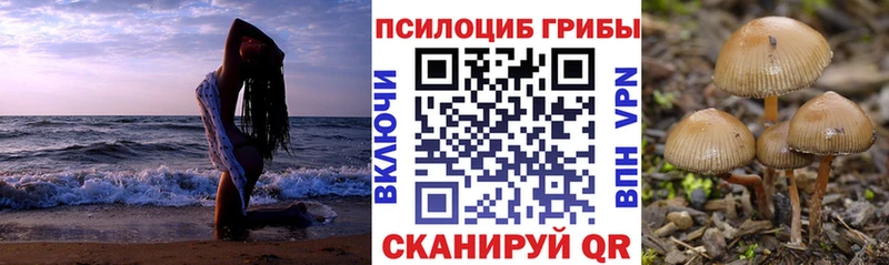 Псилоцибиновые грибы Psilocybe  omg сайт  Вичуга  где можно купить наркотик 